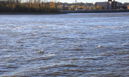 Photo of birds in the Mississippi River